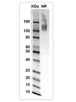 MW: Molecular Weight marker reduced condition
NR: CD19 dimer under non-reduced condition